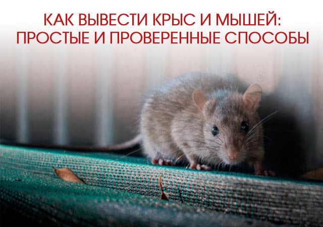 Как вывести крыс и мышей в Фрязино: простые и проверенные способы