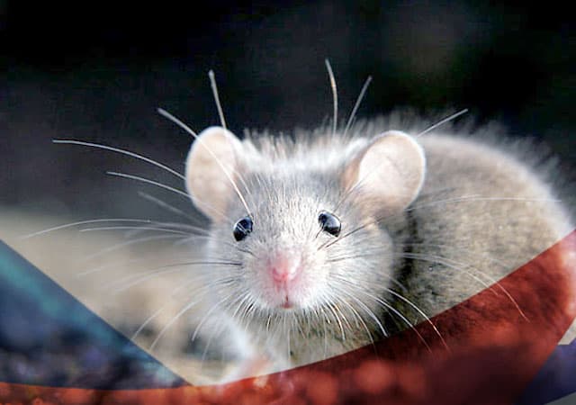 Уничтожение мышей в Фрязино