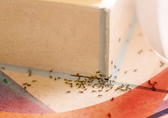 Уничтожение муравьев в Фрязино